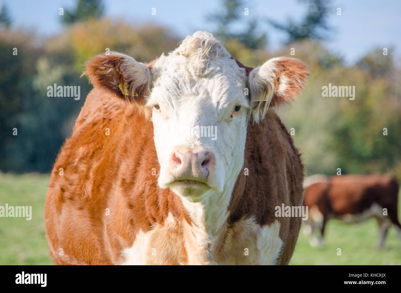 Brown cow staring at the camera Stock Photo