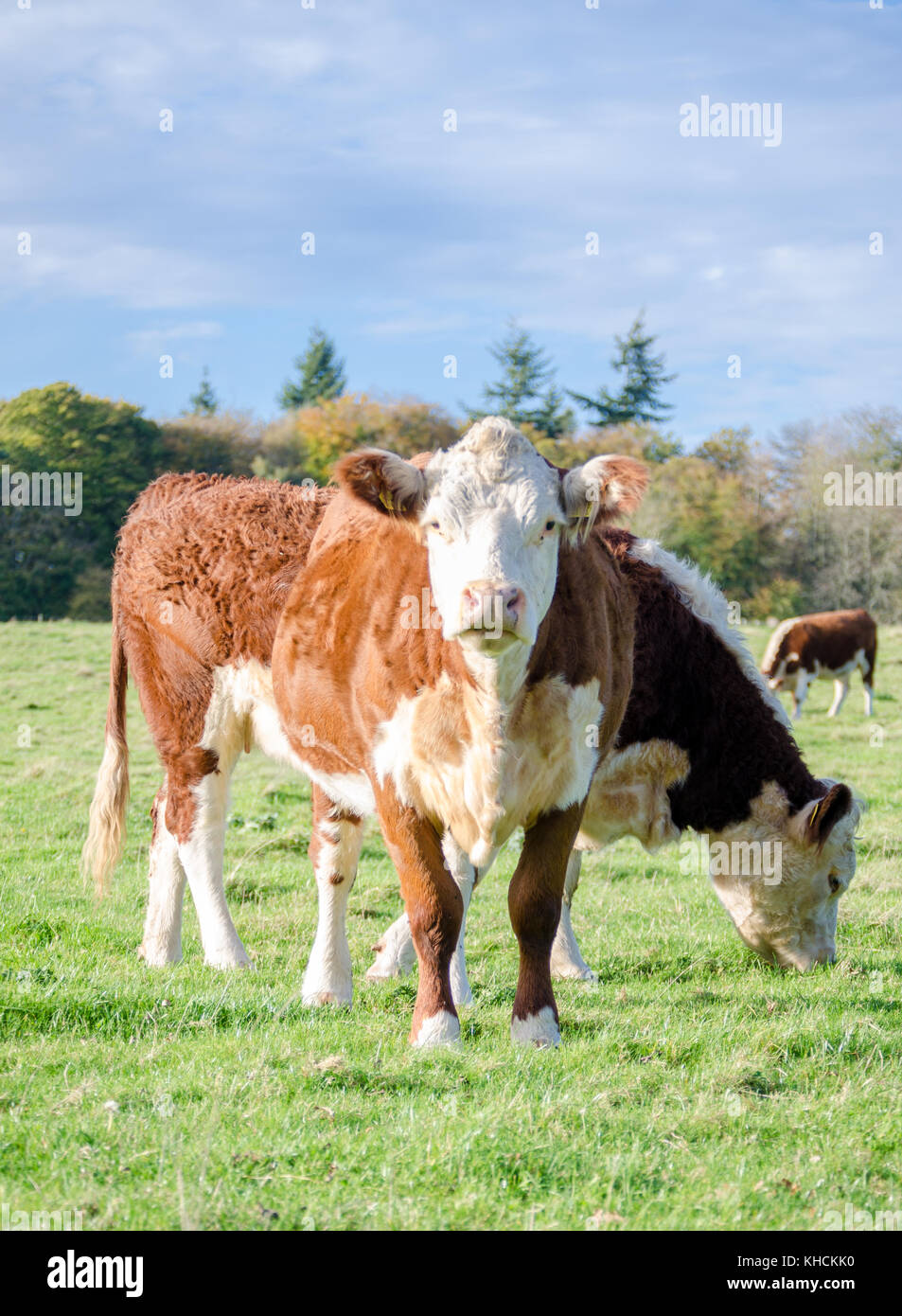 Brown cows grazing in a field Stock Photo - Alamy