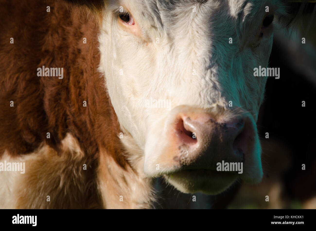 Close up of a brown cow staring at camera Stock Photo