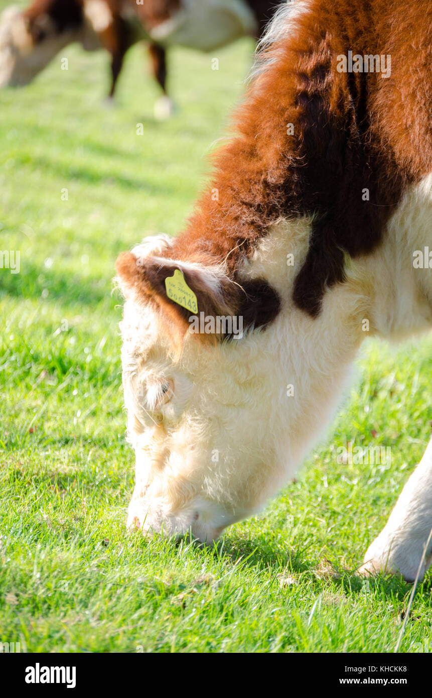 Brown cow grazing in a field Stock Photo - Alamy