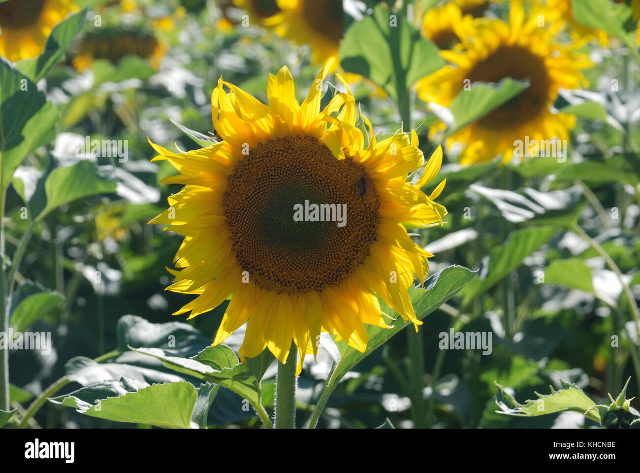 sun flower field Stock Photo Alamy