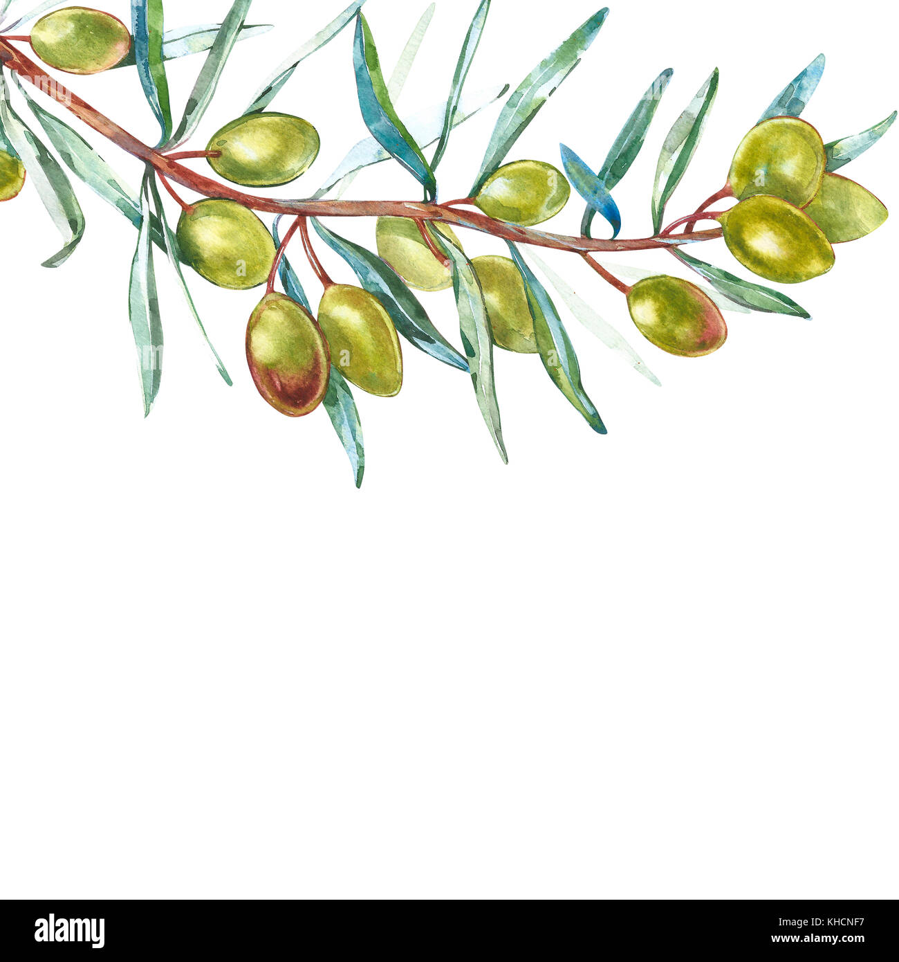 Olive branch with green olives on a white background isolated ...