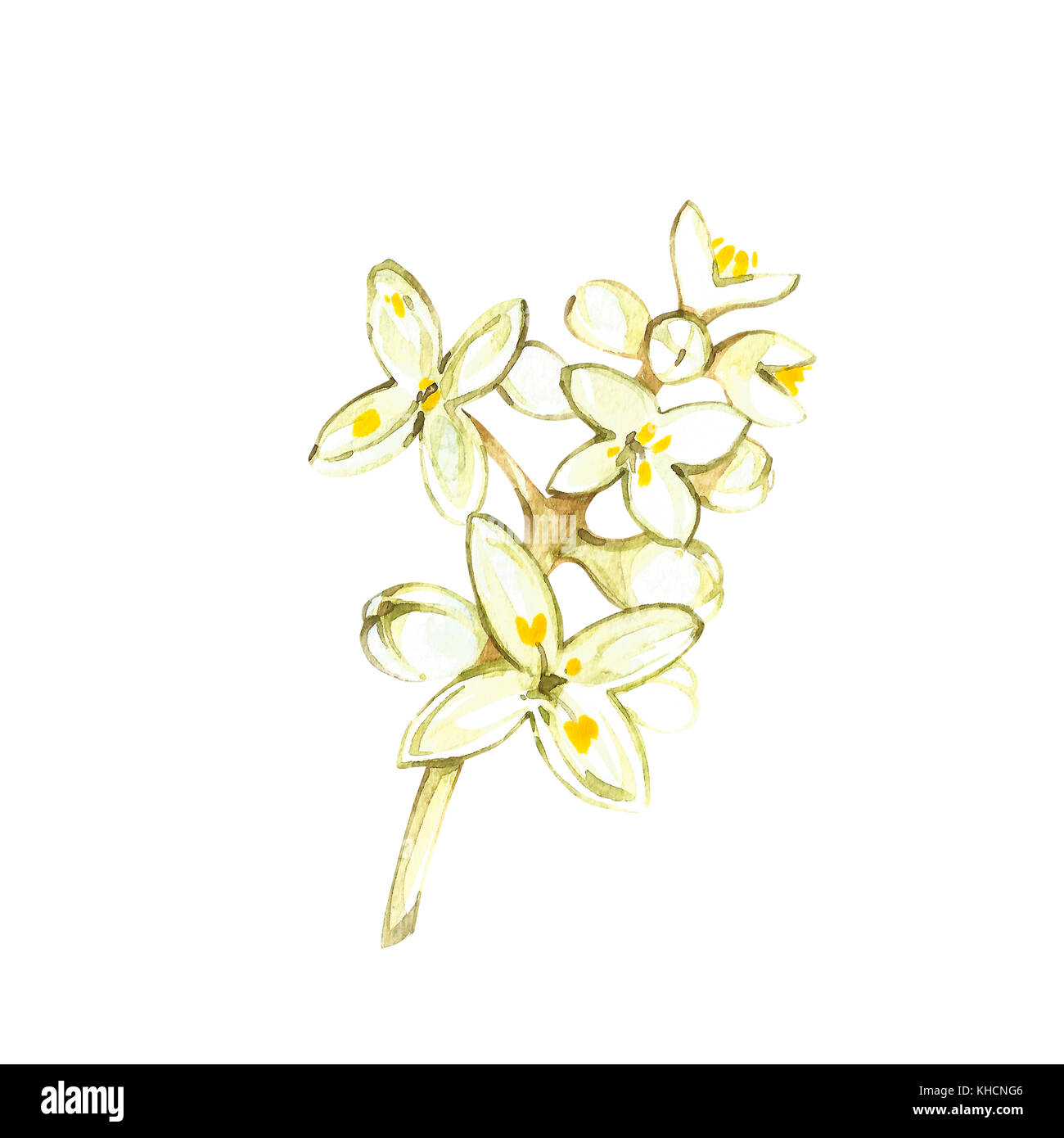 Watercolor realistic illustration of flowers olives branch isolated on ...