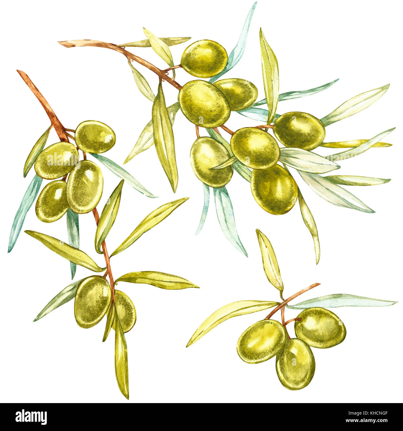 Set A branch of juicy, ripe green olives on a white background ...