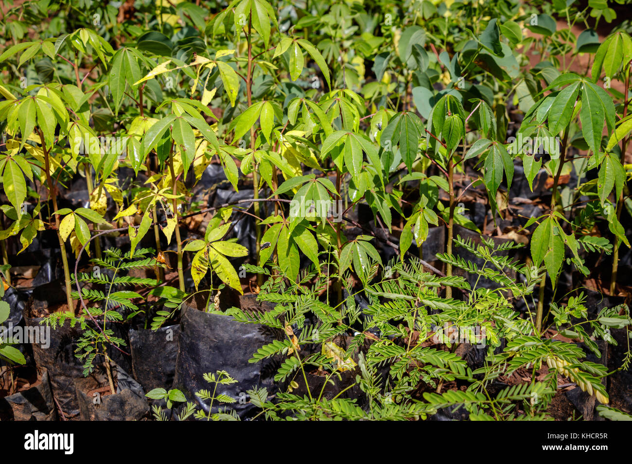 Tree planting Uganda, many seedlings together that are already grown. Stock Photo