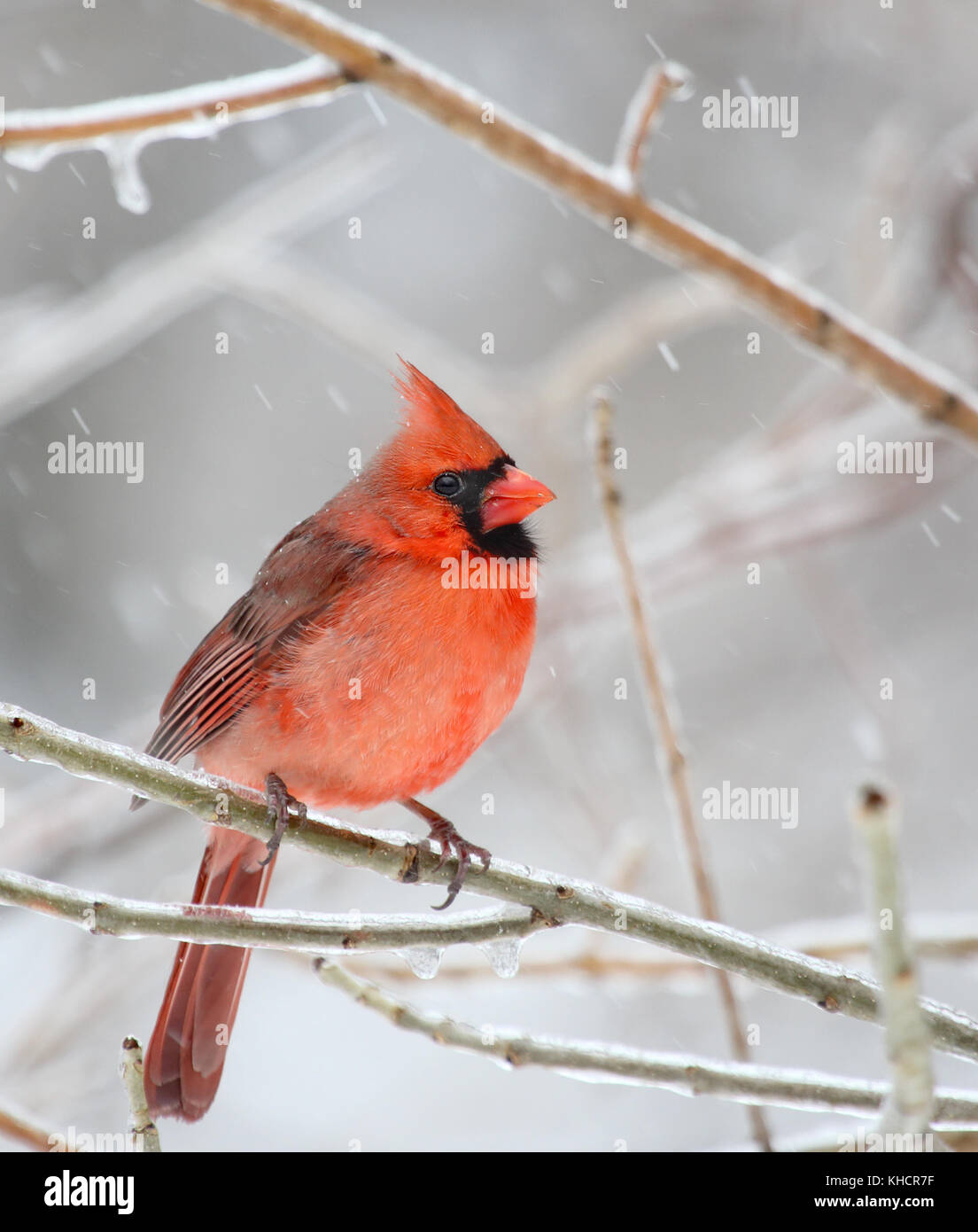 Male northern cardinal, Cardinalis cardinalis, on an icy tree branch with snow falling Stock Photo