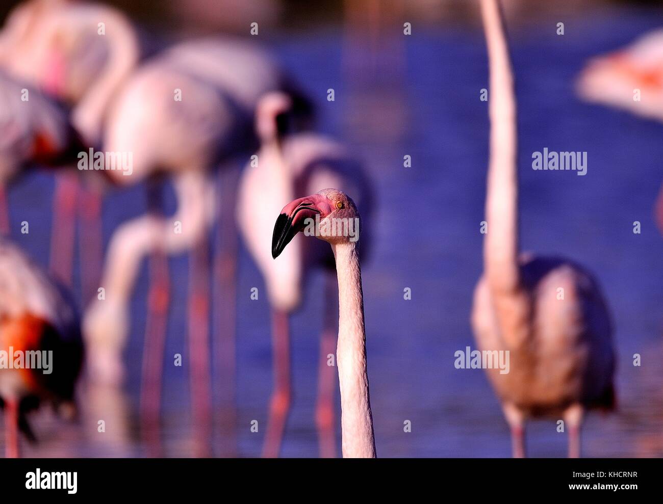 Le Flamant Rose Stock Photo Alamy