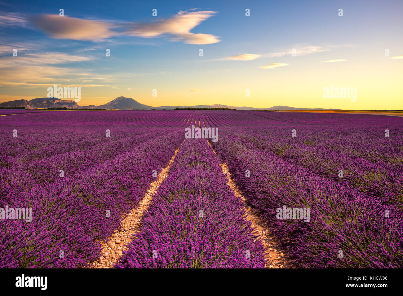Lavender flower blooming scented fields in endless rows on sunset. Valensole plateau, Provence, France, Europe. Stock Photo