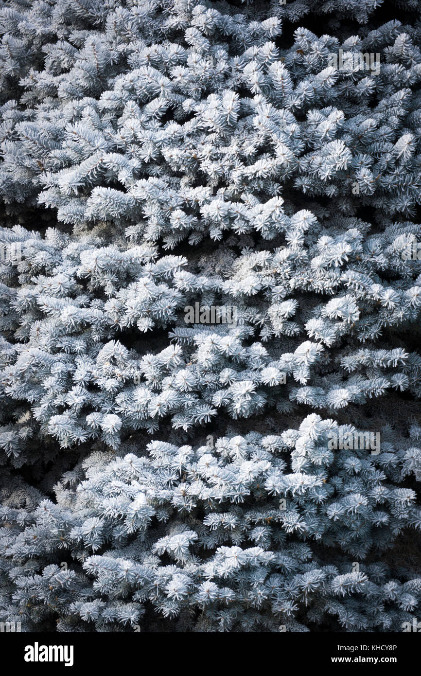 Frost Pine bushes Stock Photo - Alamy