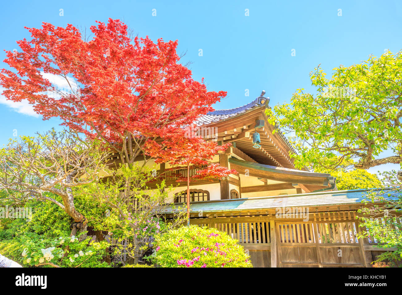Hasedera with red maple Stock Photo Alamy