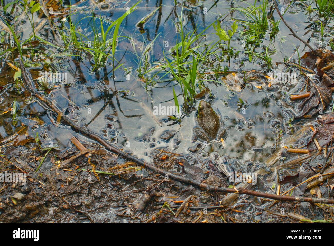 A bullfrog in its muddy surroundings Stock Photo - Alamy