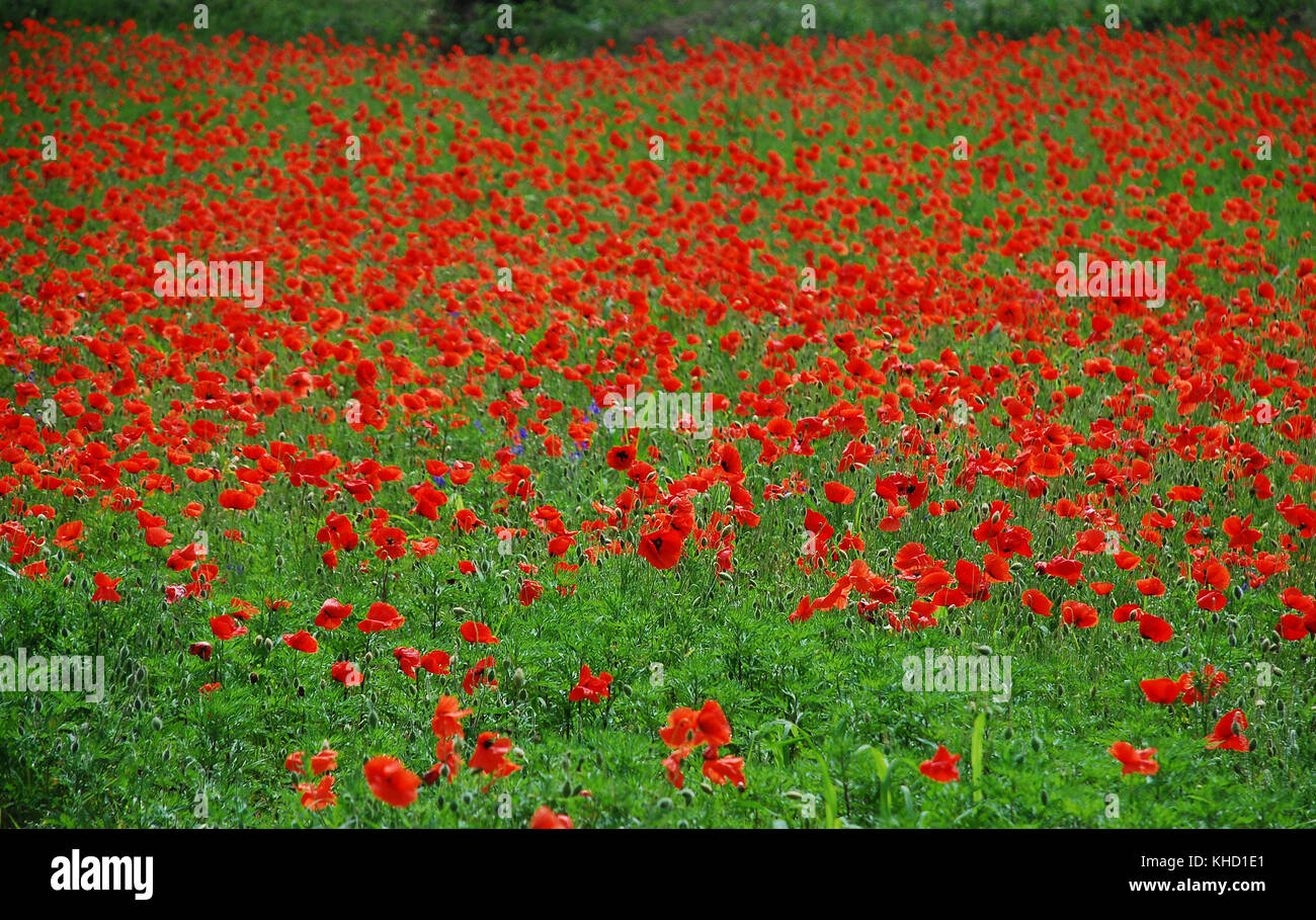 A field of poppies in Friuli-Venezia Giulia, north east Italy. Stock Photo