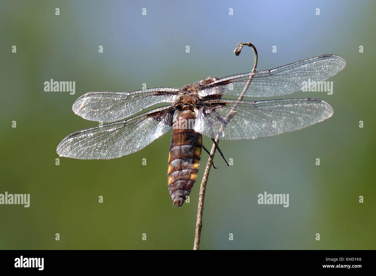 Biggest dragonflies hi-res stock photography and images - Alamy
