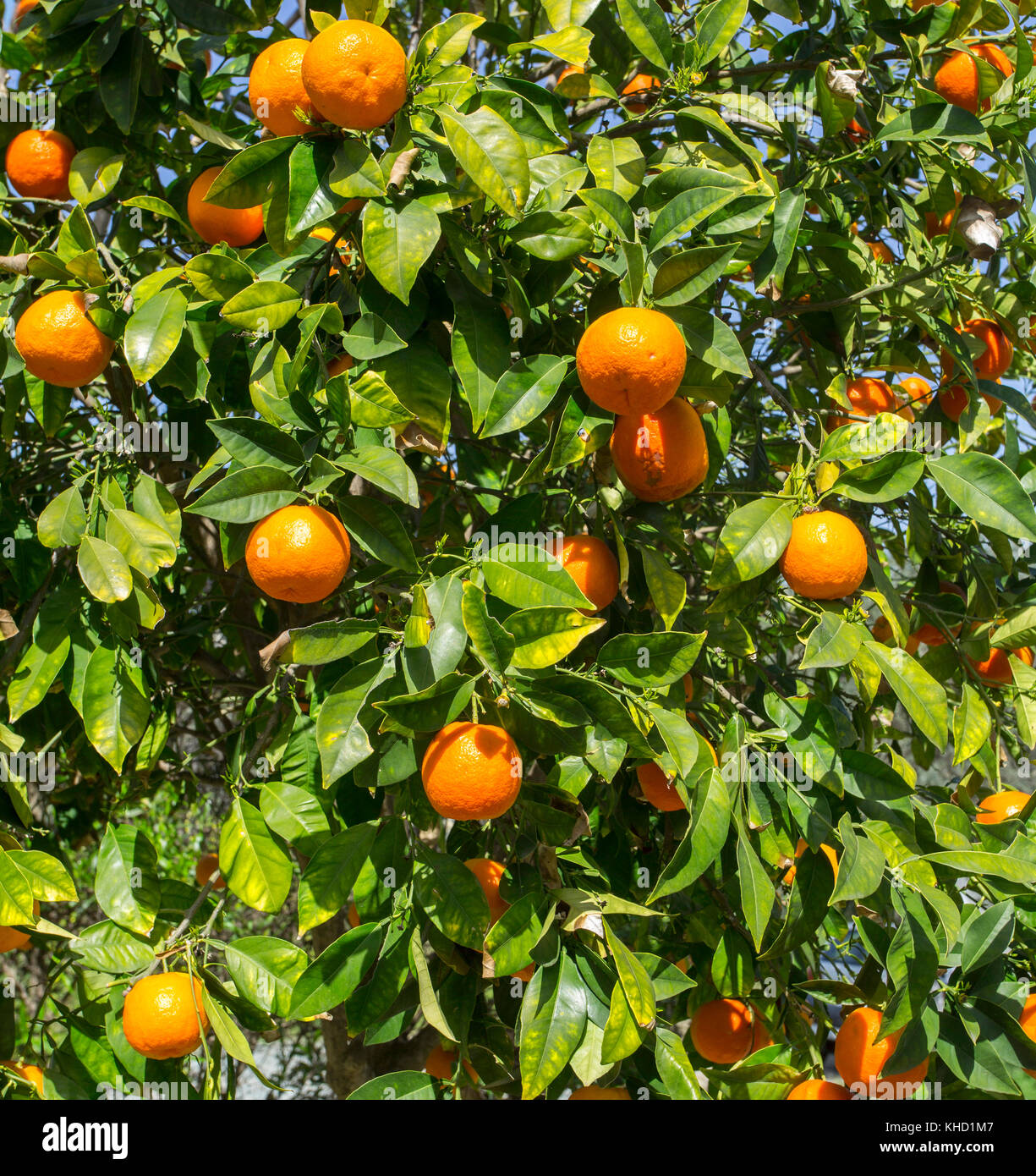 Branches with the fruits of the tangerine trees Stock Photo Alamy
