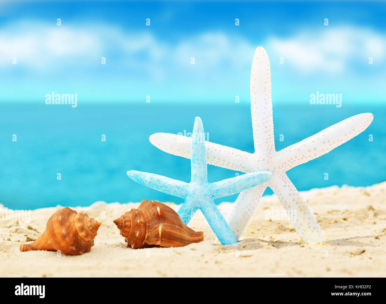 seashells and starfish on the summer beach with sand Stock Photo - Alamy