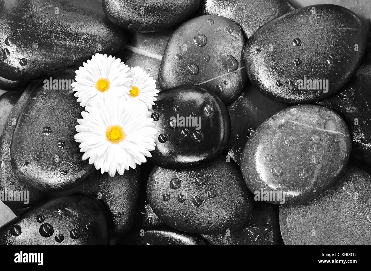 white flower on black pebbles in water drops as background Stock Photo