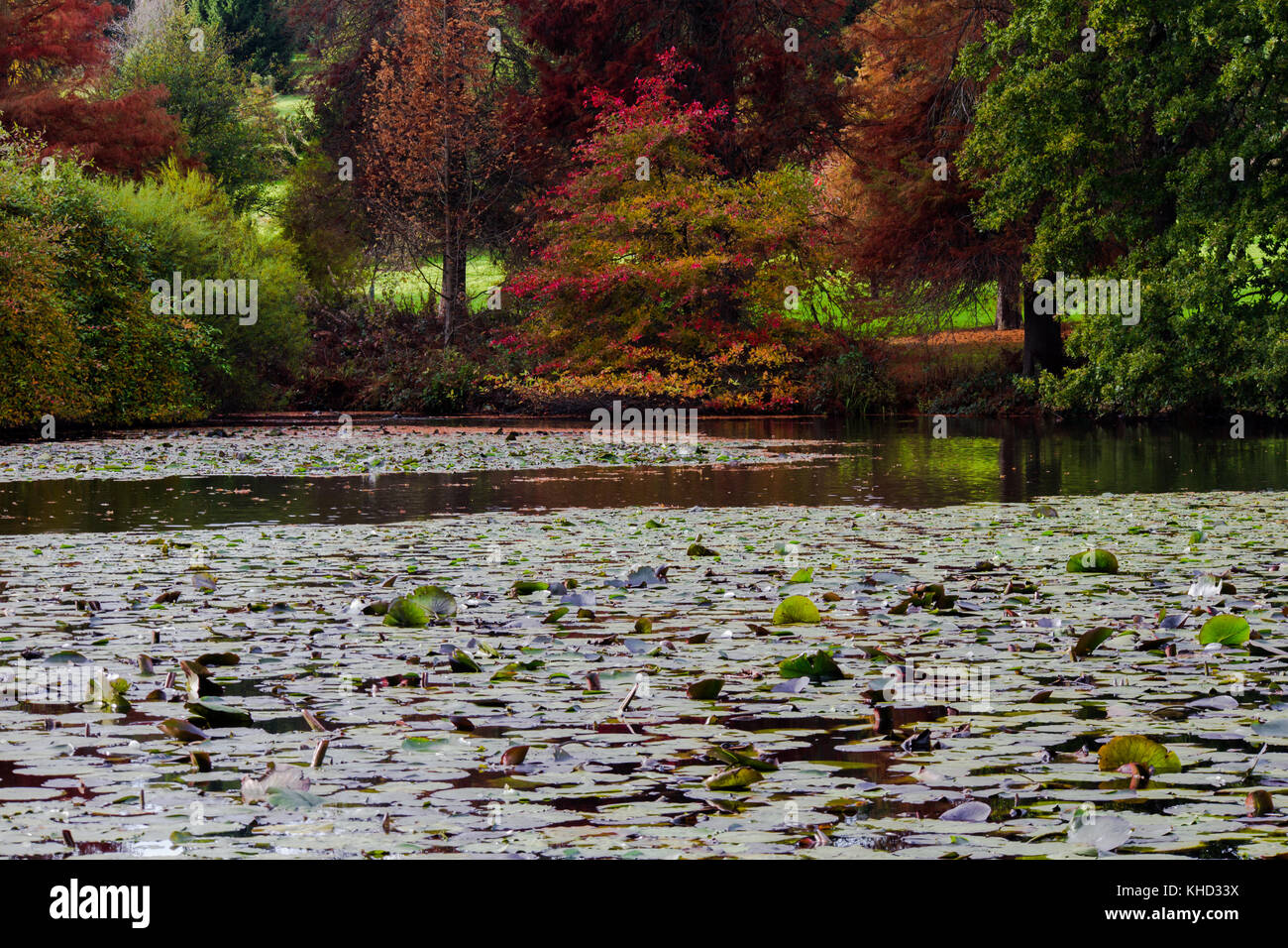 Bedgebury Pinetum & Forest in November, Autumn. Tourist attraction on ...