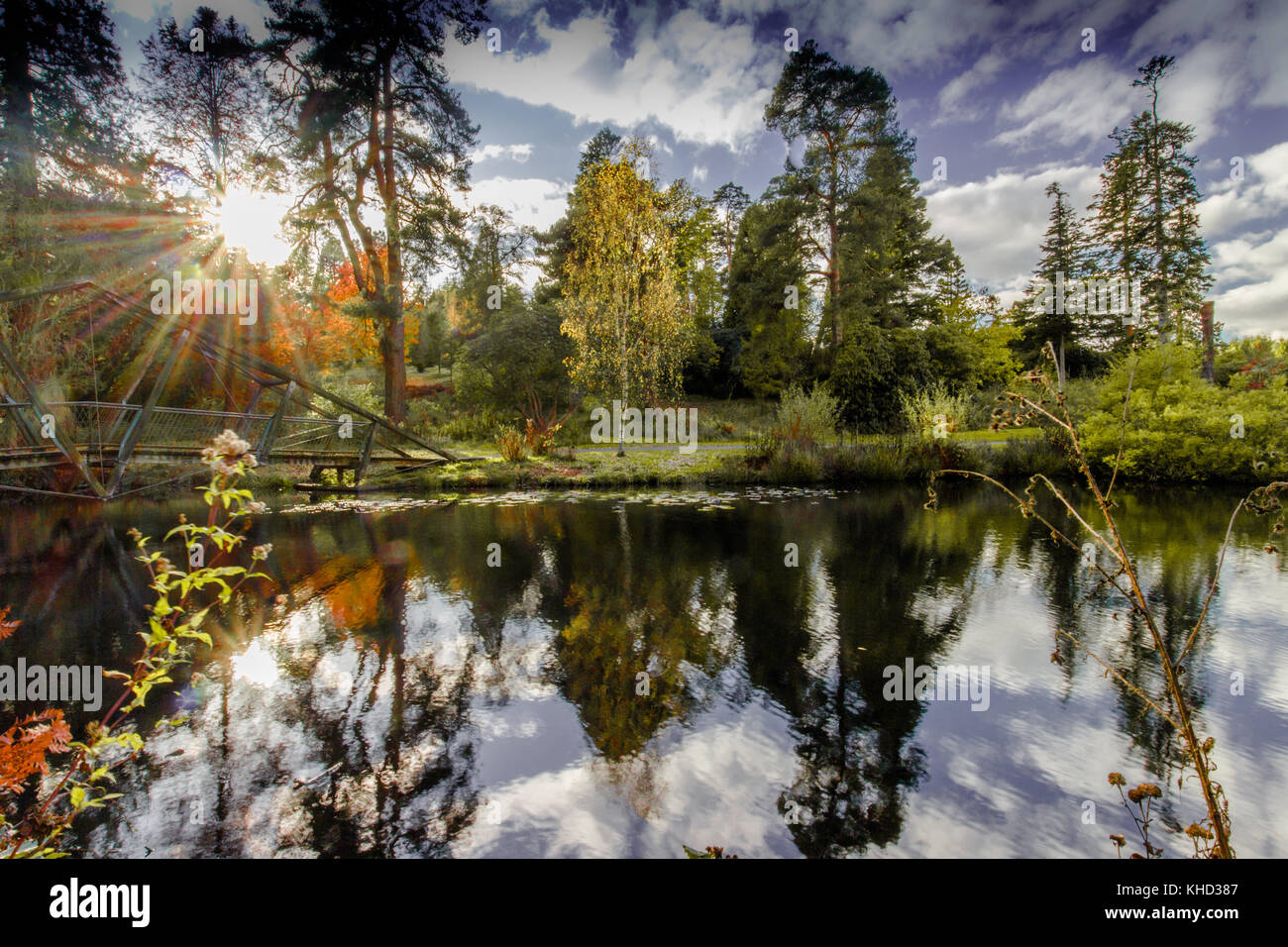 bedgebury-pinetum-forest-in-november-autumn-tourist-attraction-on