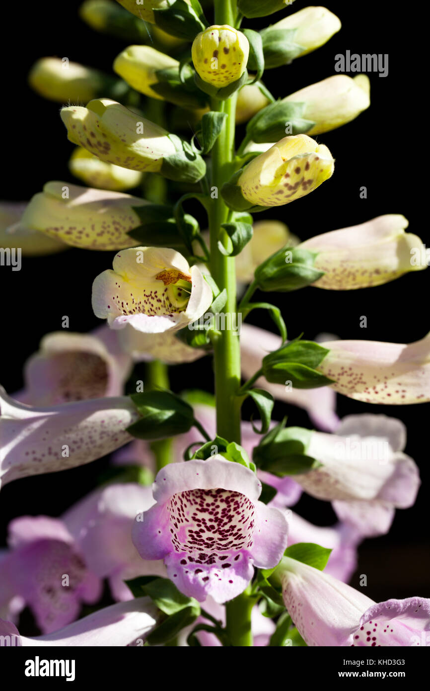 Foxgloves (Digitalis cv.) Cultivar. Close up. Beaconsfield. Buckinghamshire. England Stock