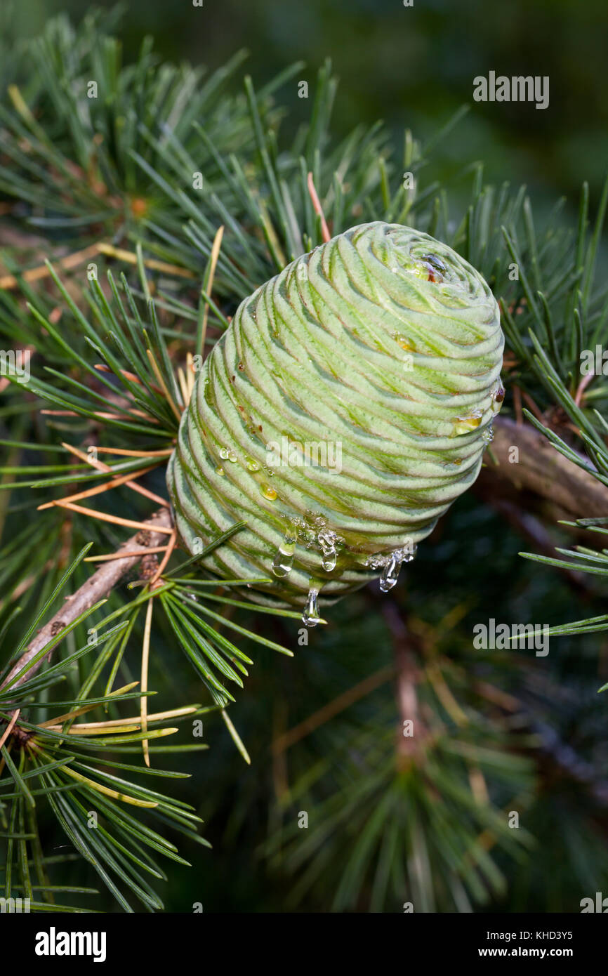Lebanon Cedar Cone (Cedrus libani) exuding resin. Beaconsfield. Buckinghamshire. England. Stock Photo