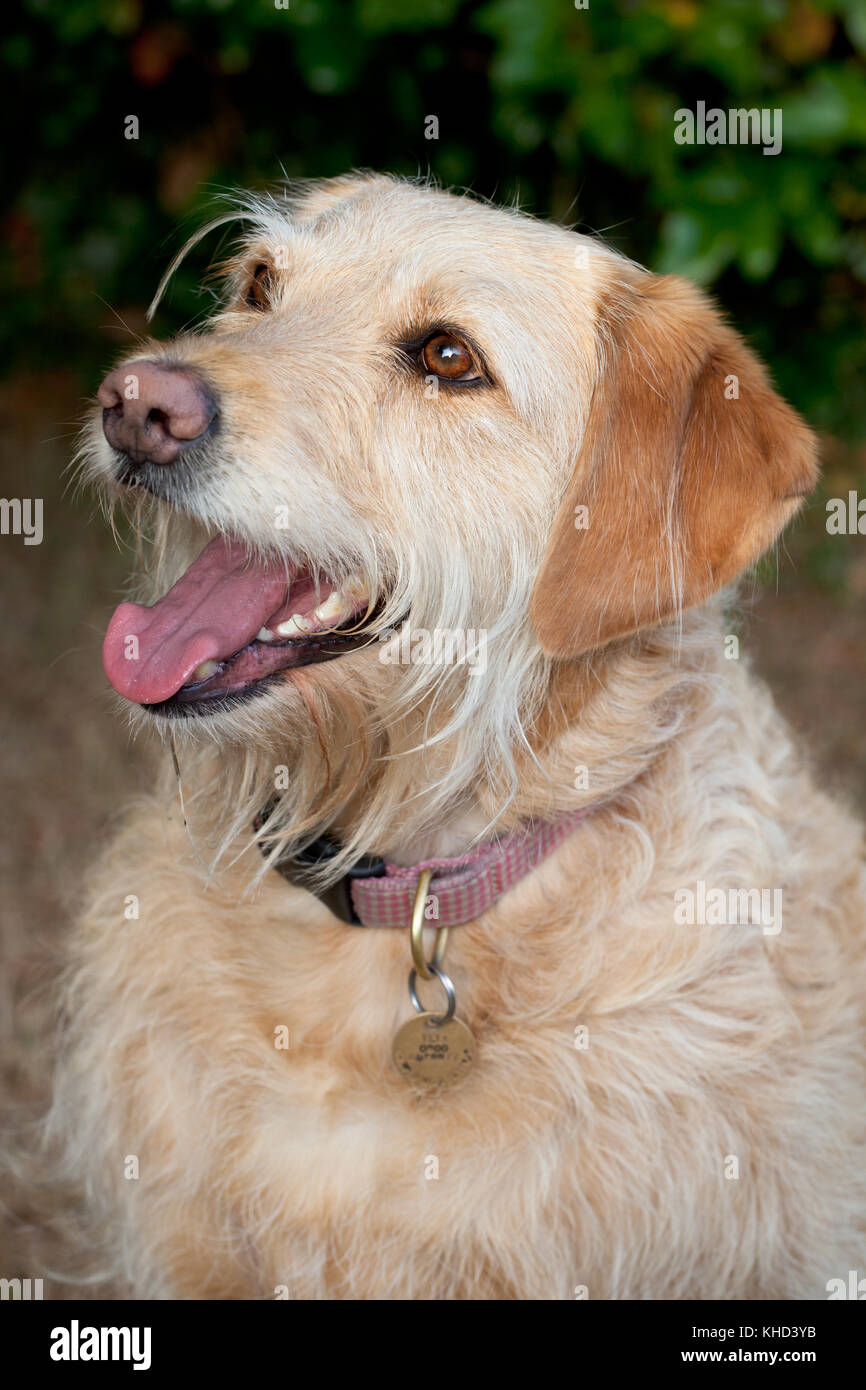 Labradoodle Cream Hair Type Female Beaconsfield