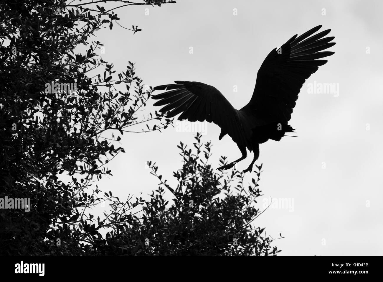 Silhouette of vulture landing in tree stock image