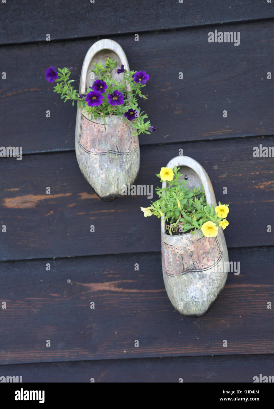 two Dutch wooden clogs used as flower pots hanging on the windmill wall Stock Photo