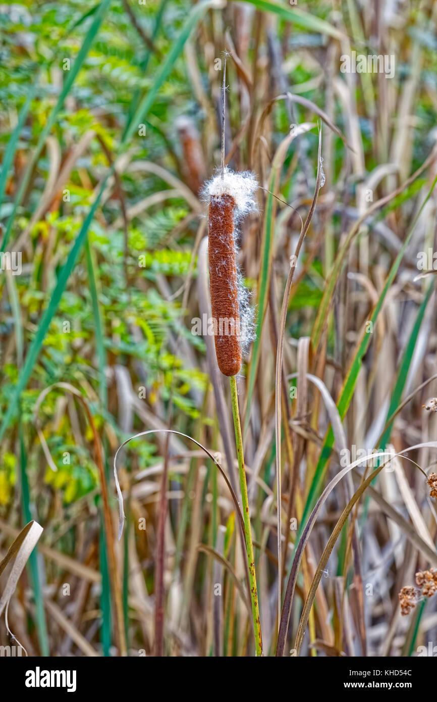 River cane hires stock photography and images Alamy