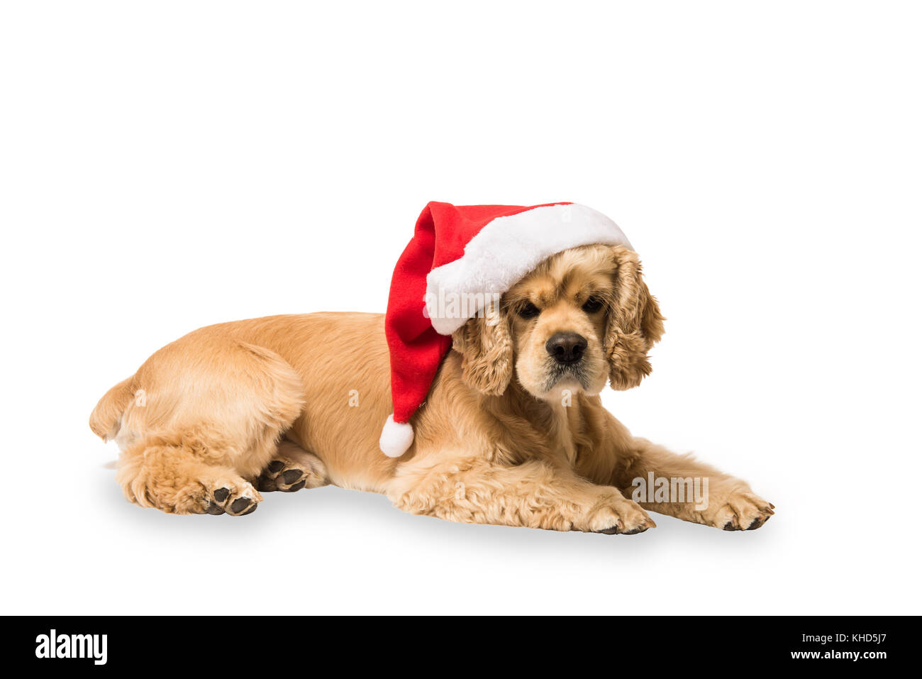 American cocker spaniel with Santa's cap lyingon in front of white background, studio shot. Look at the camera. Stock Photo