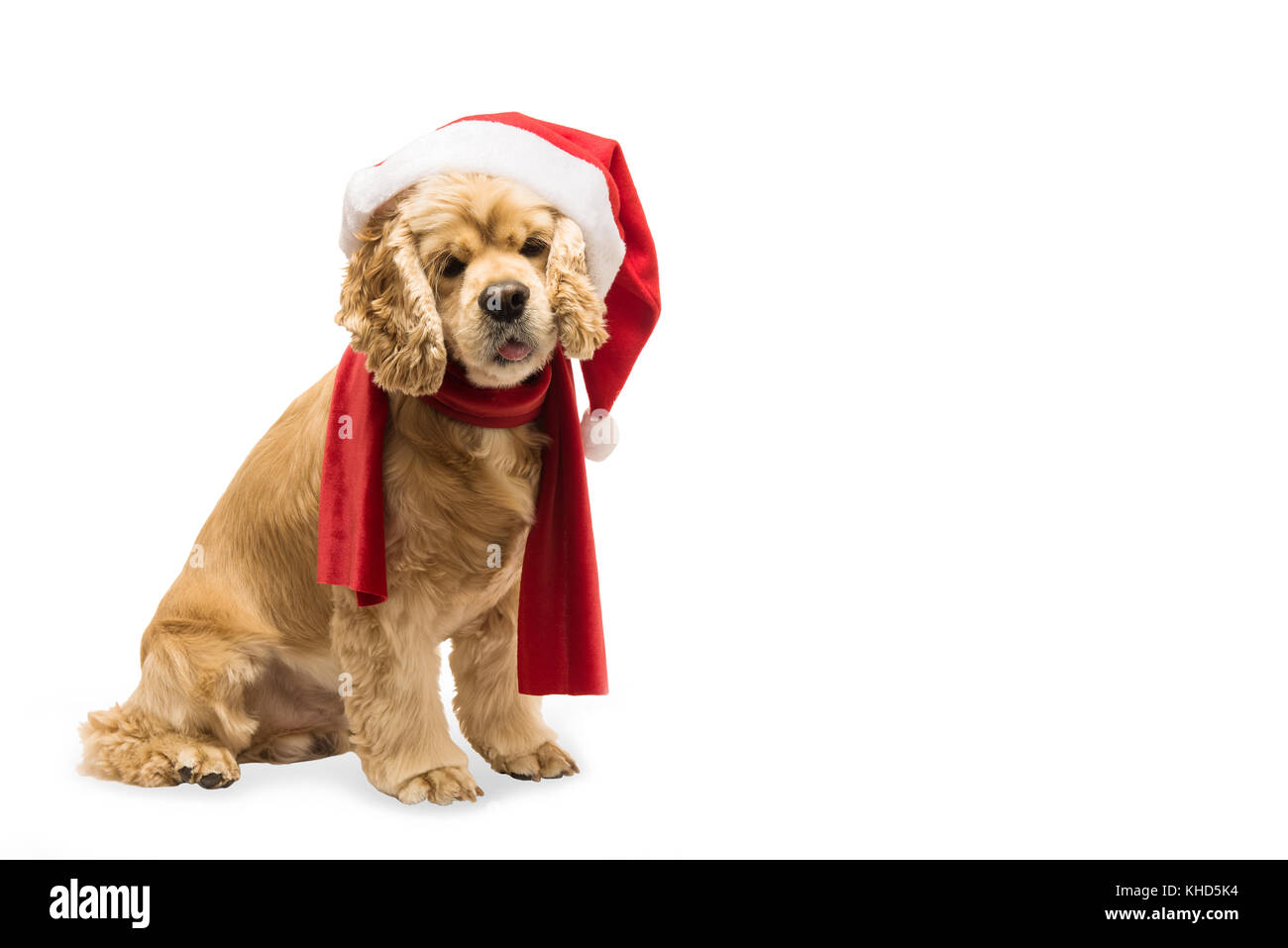 American cocker spaniel with Santa's cap in front of white background, studio shot. The dog sits, side view. Copy space. Stock Photo