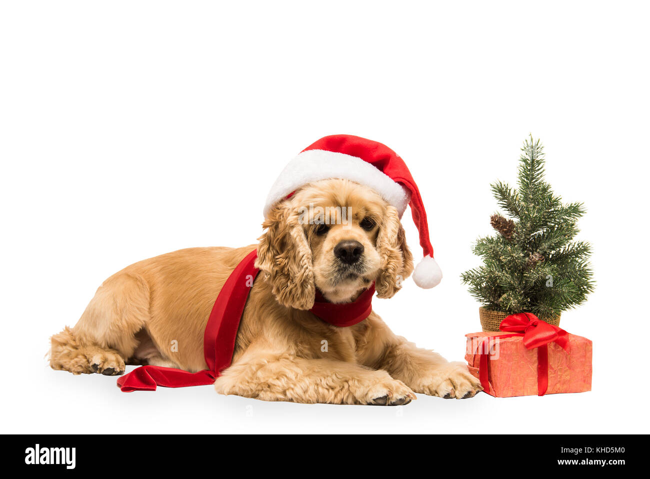 American cocker spaniel with Santa's cap and a red scarf on white background. Red christmas tree and festive gift box. Stock Photo