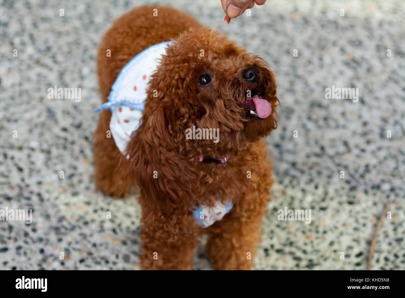 Winsome hotsell toy poodles