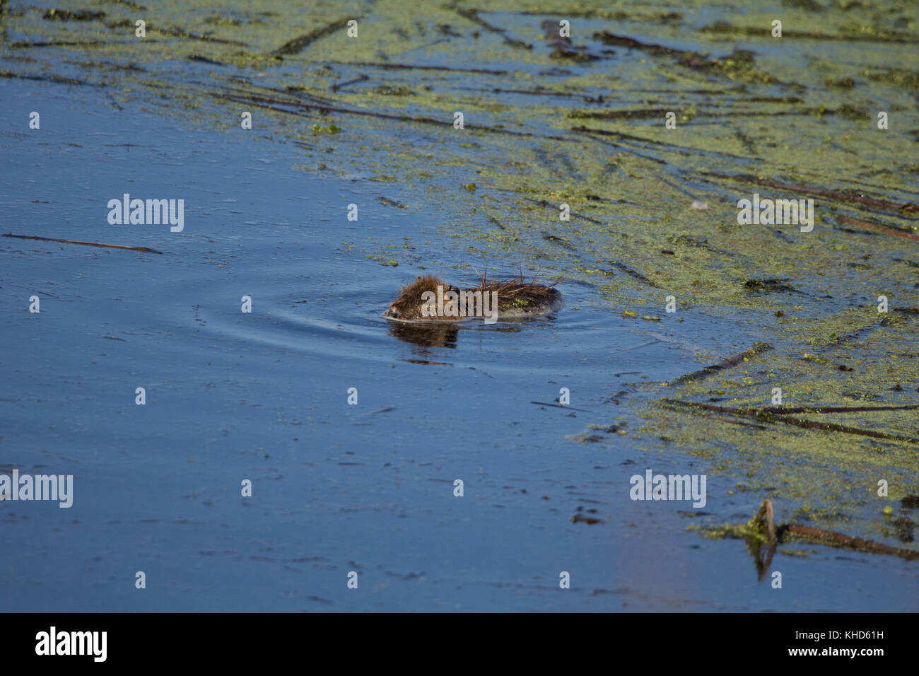 Reserva Ecológica, Buenos Aires, Argentina Stock Photo Alamy