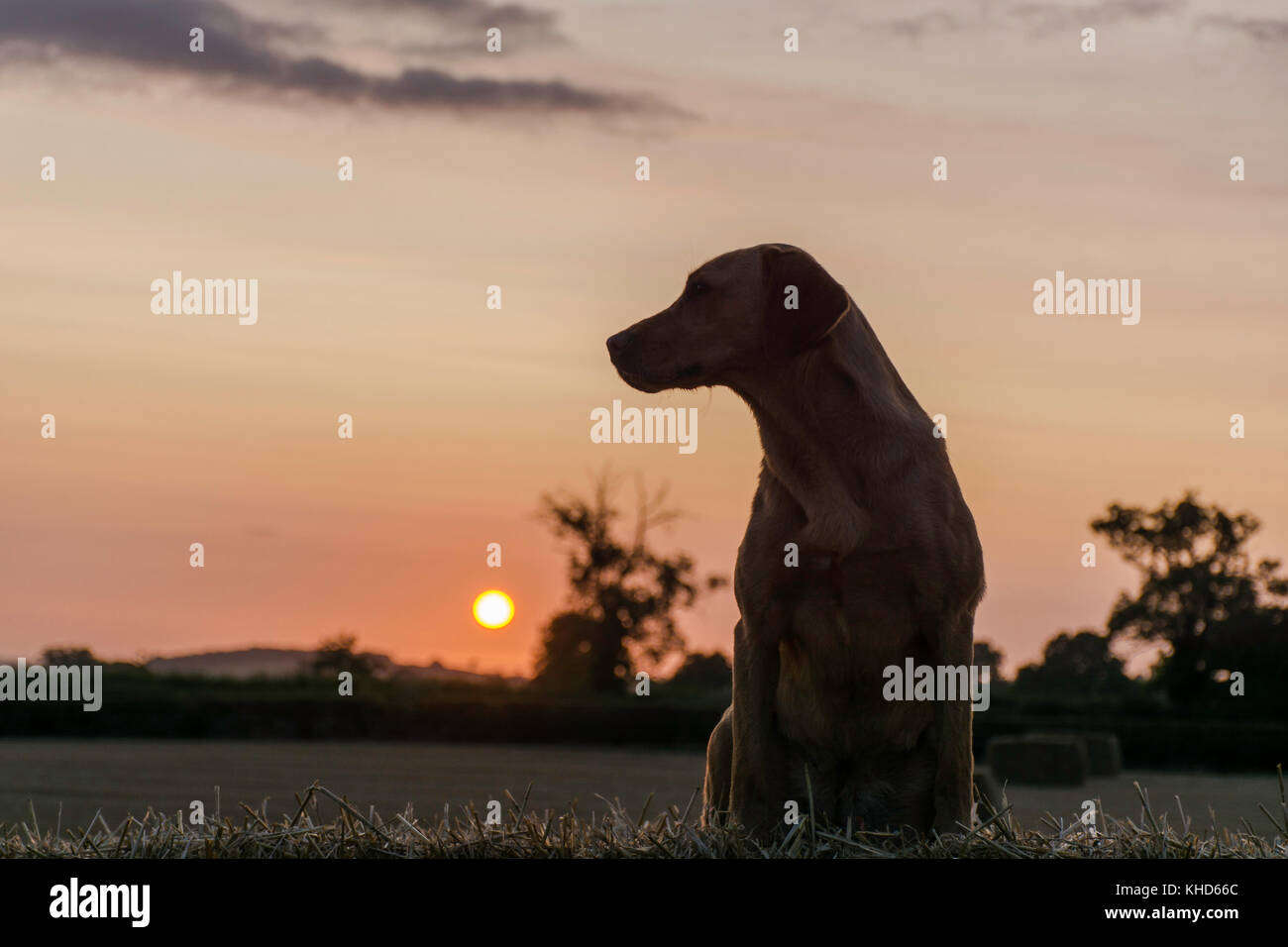 a silhouette of a labrador at sunrise Stock Photo