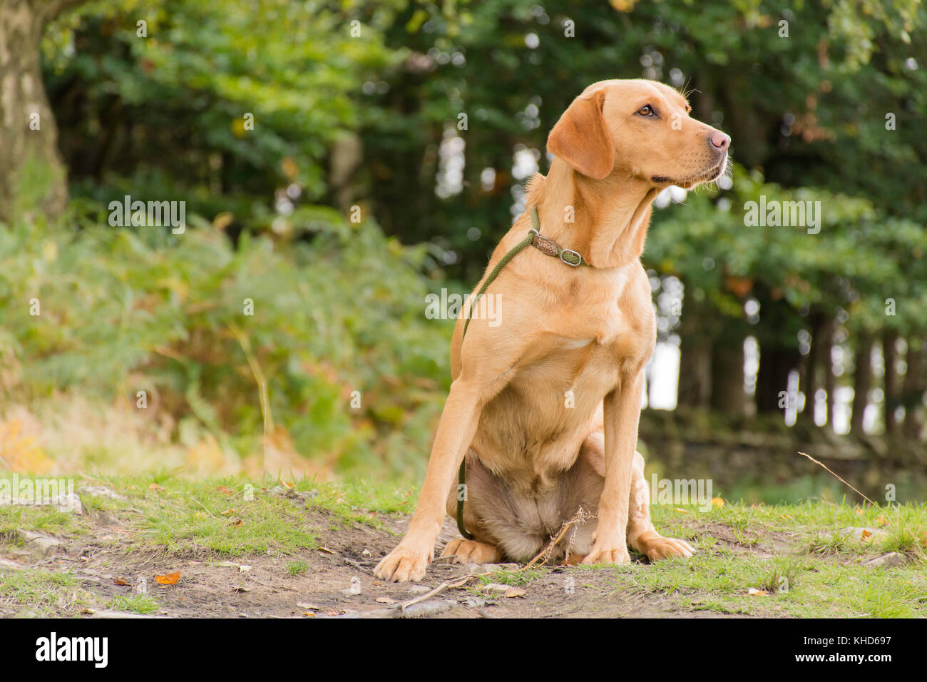 Red Fox Labrador Sitting Stock Photo Alamy