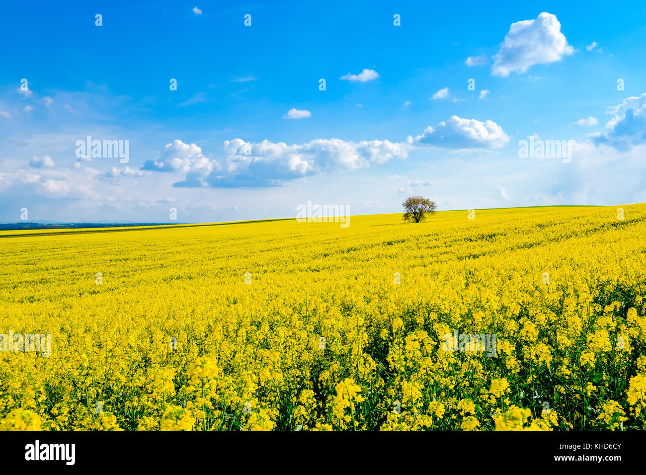 Lonely tree background hi-res stock photography and images - Alamy