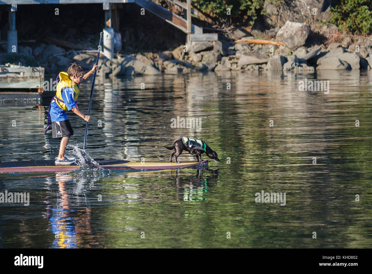A boy and his dog, both wearing life jackets, travel alongside the shoreline aboard a stand-up paddleboard, with the dog leaning out over the bow. Stock Photo