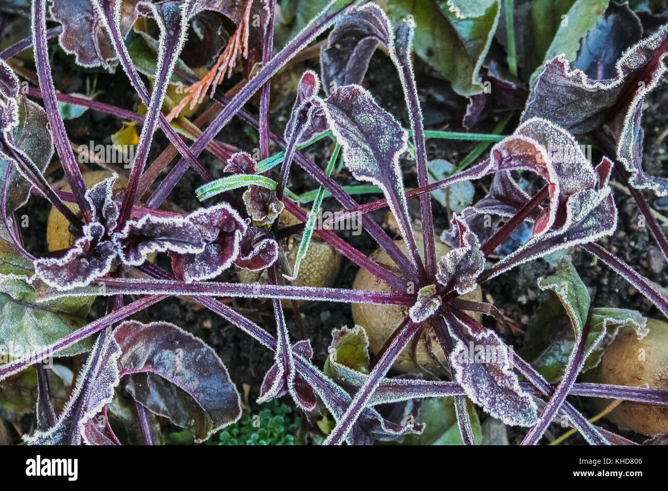 Frost rimed leaves hires stock photography and images Alamy