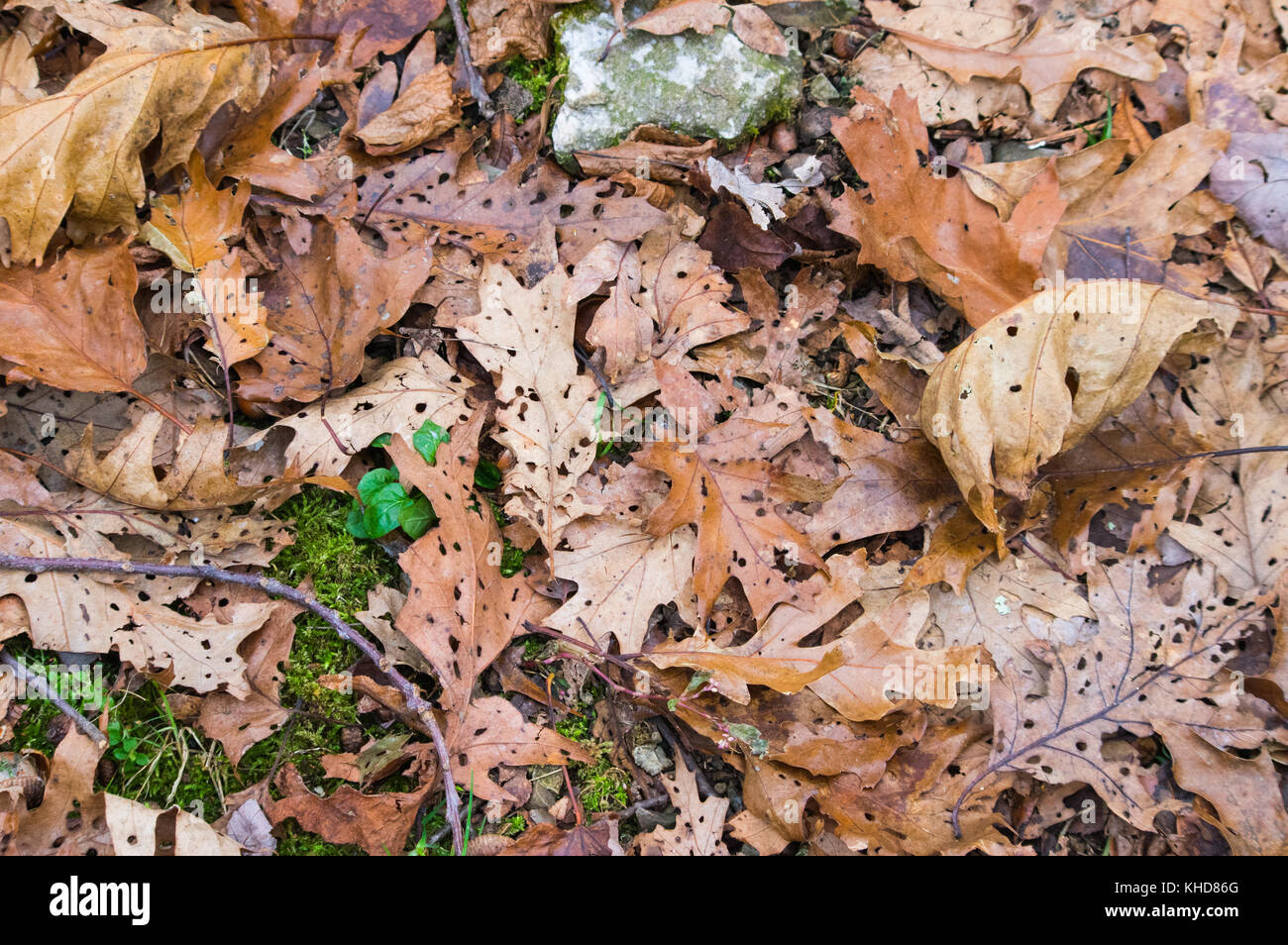 The leaves on the forest floor of Shenandoah National Park in Virginia are marked with holes