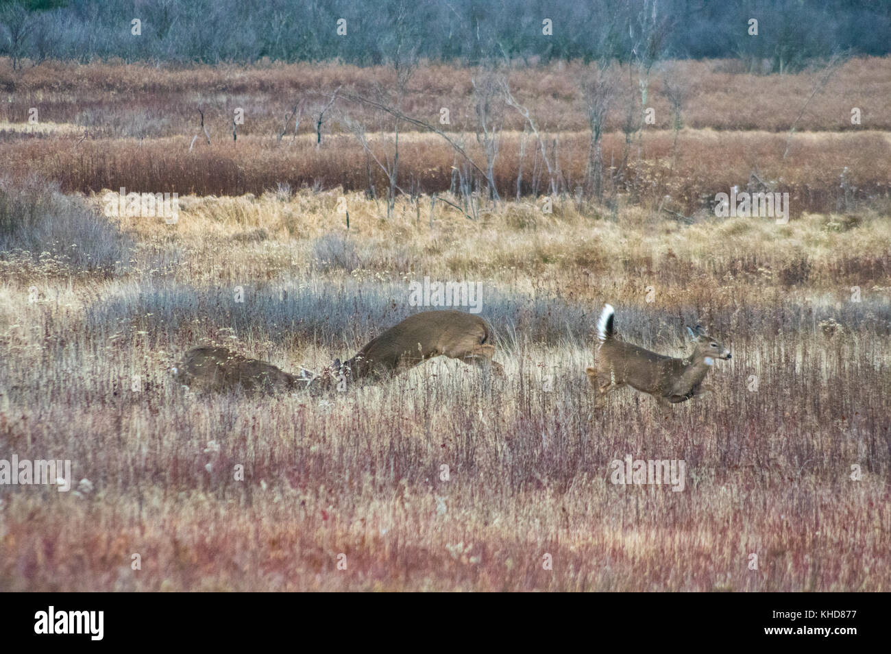 Animals fighting horns hi-res stock photography and images - Alamy Animals fighting horns hi-res stock photography and images - Alamy