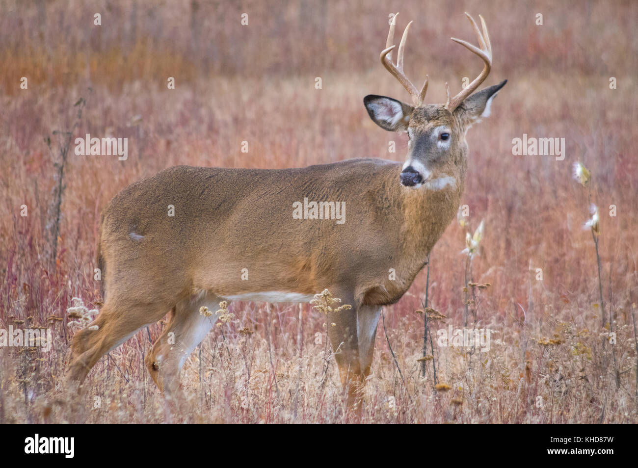 Profile view of single large eight point buck stands and looks behind in the autumn fields of Big Meadows at Shenandoah National Park in Virginia. Stock Photo