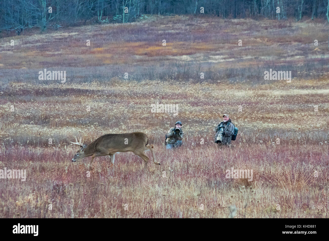 Two photographers sit low in the field of Big Meadows as they take pictures of a large buck walking near them during the rut season at Shenadoah NP. Stock Photo