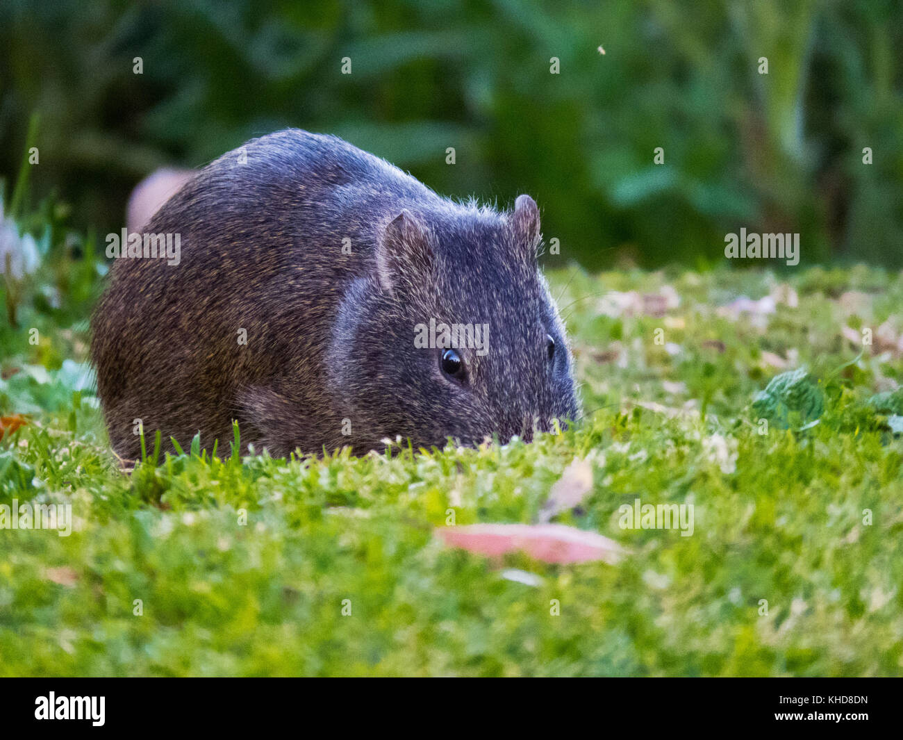 Reserva Ecológica, Buenos Aires, Argentina Stock Photo Alamy