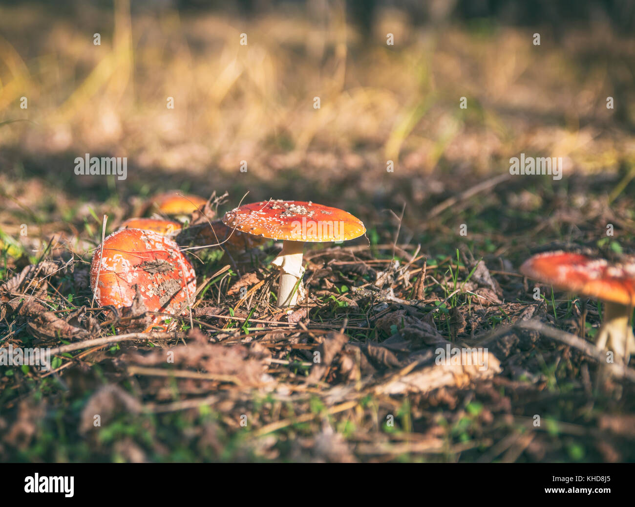 mushrooms in the forest, vintage toning Stock Photo