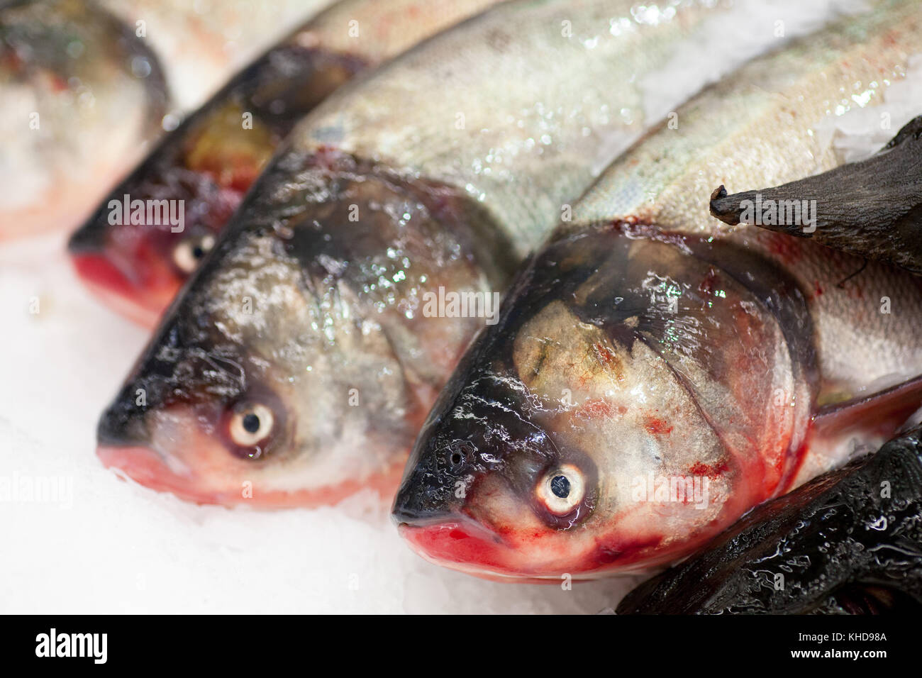 frozen fish heads for sale frozen fish heads for sale