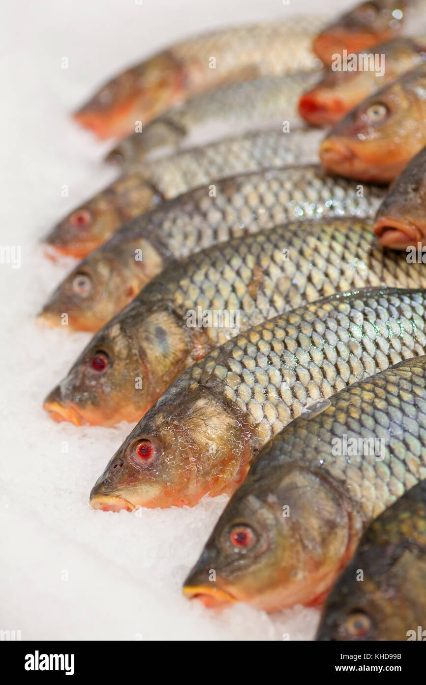 Frozen Fish Freshfish Market Gilt Head Bream Fish Sale In