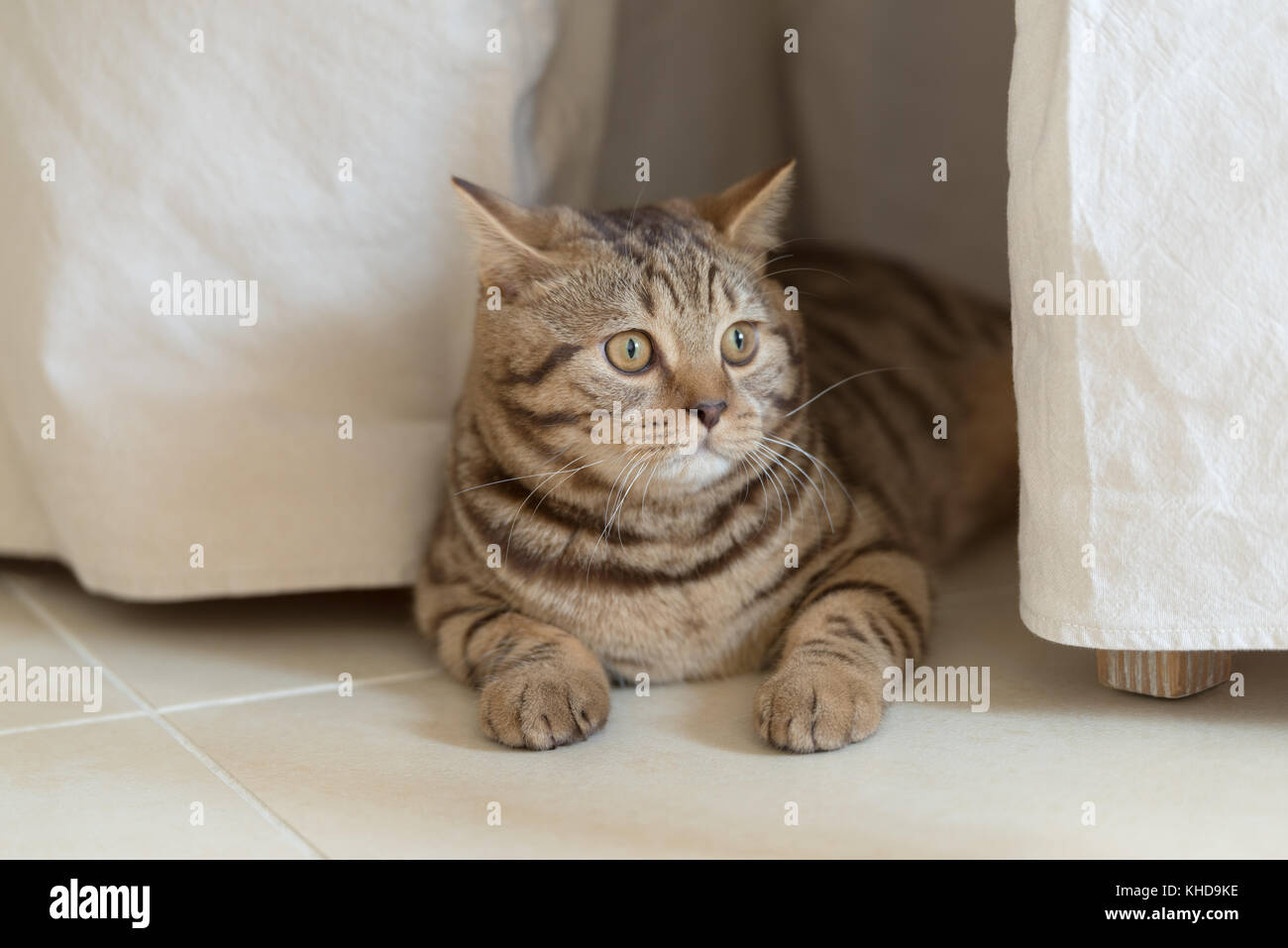 Close up of a male British shorthair cat Stock Photo