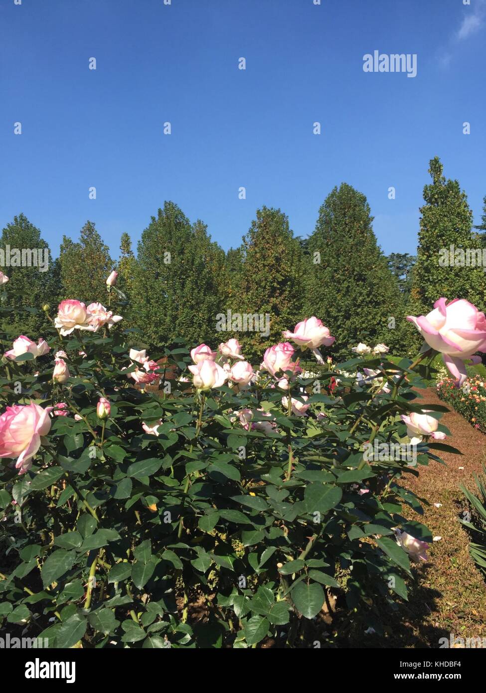Rose garden in Shinjuku Gyoen, Tokyo, Japan Stock Photo