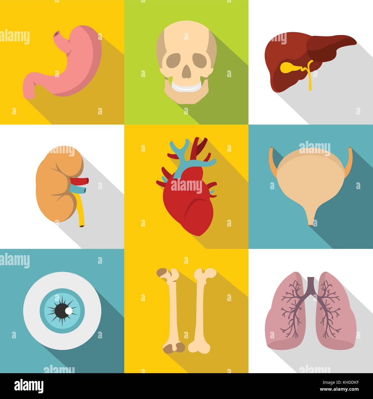 Human Organs Icons Set Flat Style Stock Vector Image And Art Alamy 3826