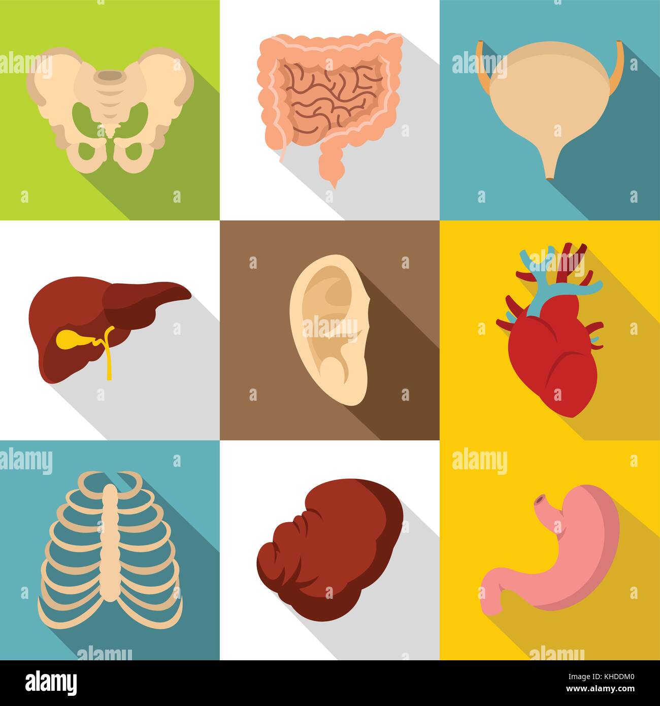 Structure of human icons set, flat style Stock Vector Image & Art - Alamy